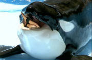 orcaswallowingcuffedlegs.jpg